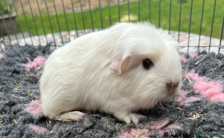 Guinea Pig rodents - Advert 5