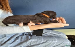 Cocker Spaniel dogs for sale: Cocker spaniel puppies  - Image 15