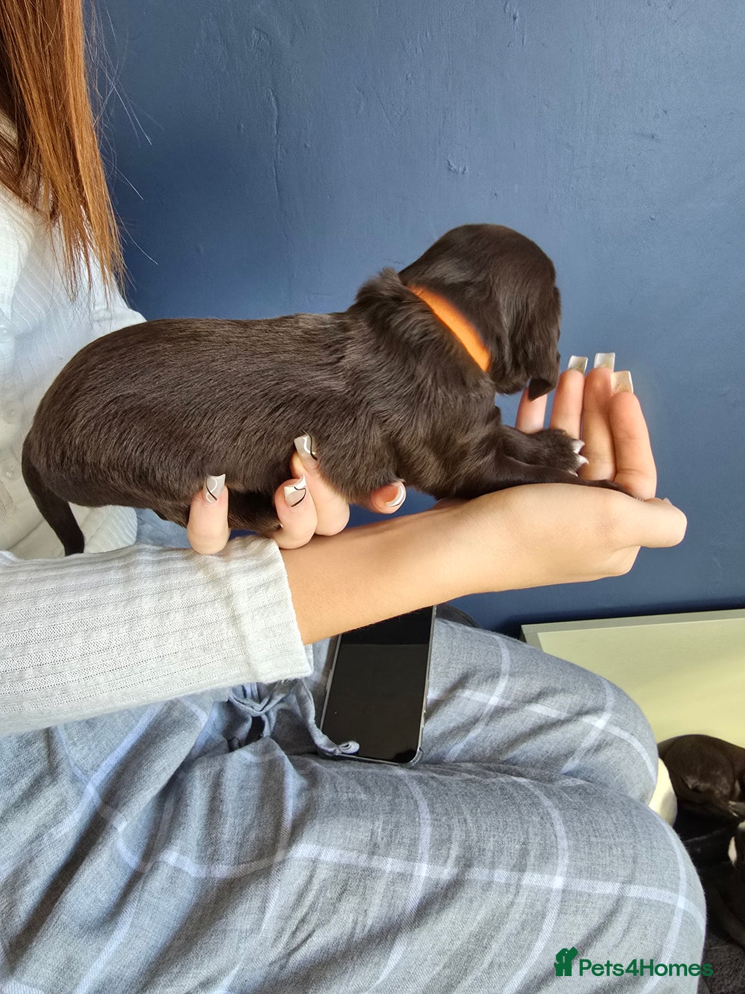 Cocker Spaniel dogs for sale: Cocker spaniel puppies  - Image 15