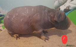 Guinea Pig rodents for sale: Skinny/werewolf boys available - Image 5