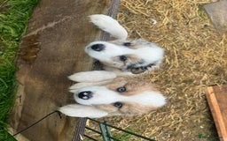 Border Collie dogs for sale: Collie Puppies - Image 1