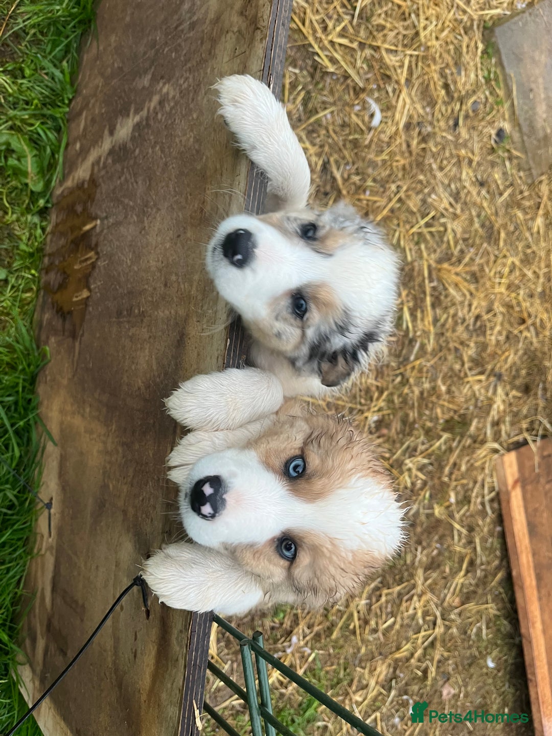 Border Collie dogs for sale: Collie Puppies - Image 1
