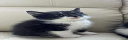 Mixed Breed cats for sale: calico kittens for sale! - Advert 12