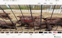 Labrador Retriever dogs for sale: KC REGISTERED CHOCOLATE LABRADOR  - Image 3