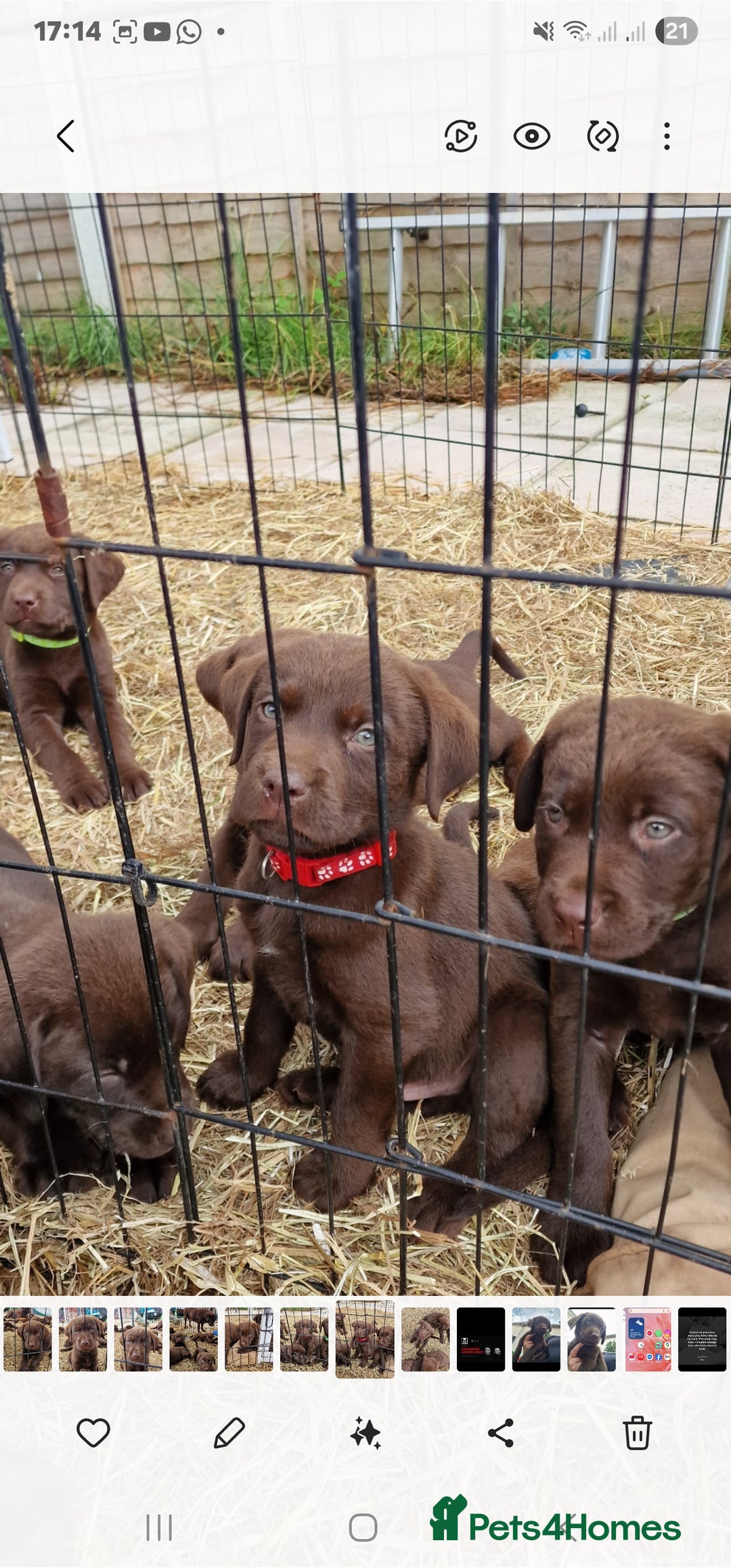 Labrador Retriever dogs for sale: KC REGISTERED CHOCOLATE LABRADOR  - Image 3