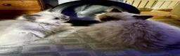 Ragdoll cats for sale: Beautiful Pure Ragdoll kittens vacs/mchipped  - Advert 20