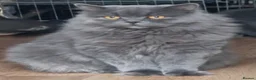 British Longhair cats for sale: Adorable British Blue longhair kittens - Advert 12