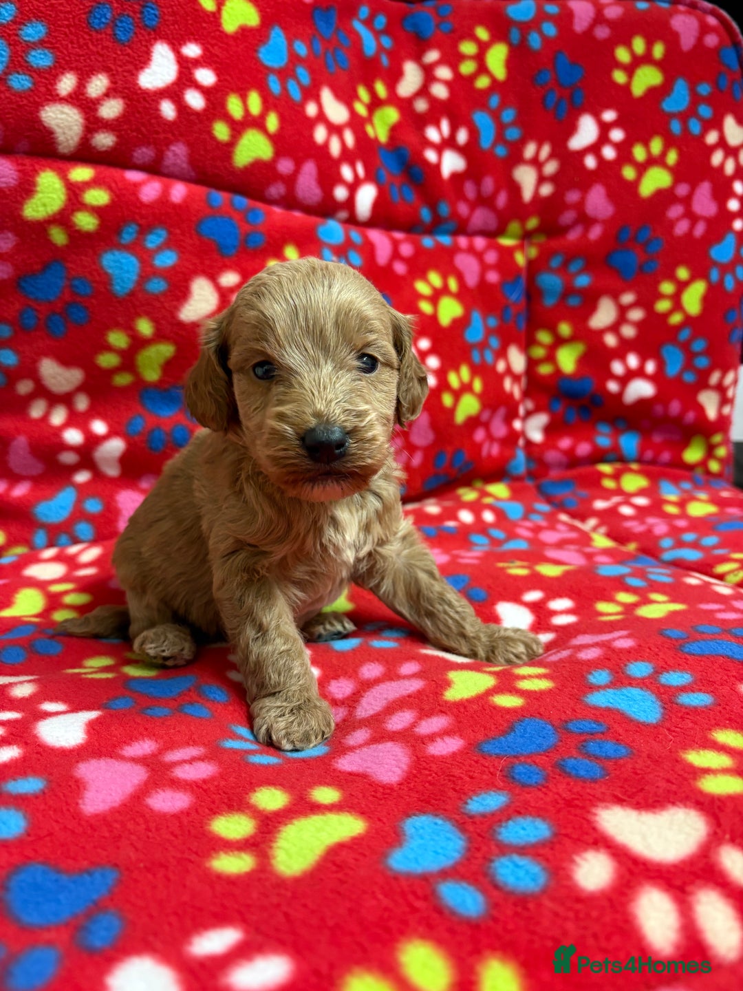 Cockapoo dogs for sale: 2 F1B cockapoo puppies 💖💙 - Advert 10