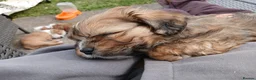 Mixed Breed dogs for sale: Cocker spaniel cross puppies - Advert 29