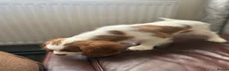 Cavalier King Charles Spaniel dogs for sale: Very active and super sweet boy is ready to go - Advert 13