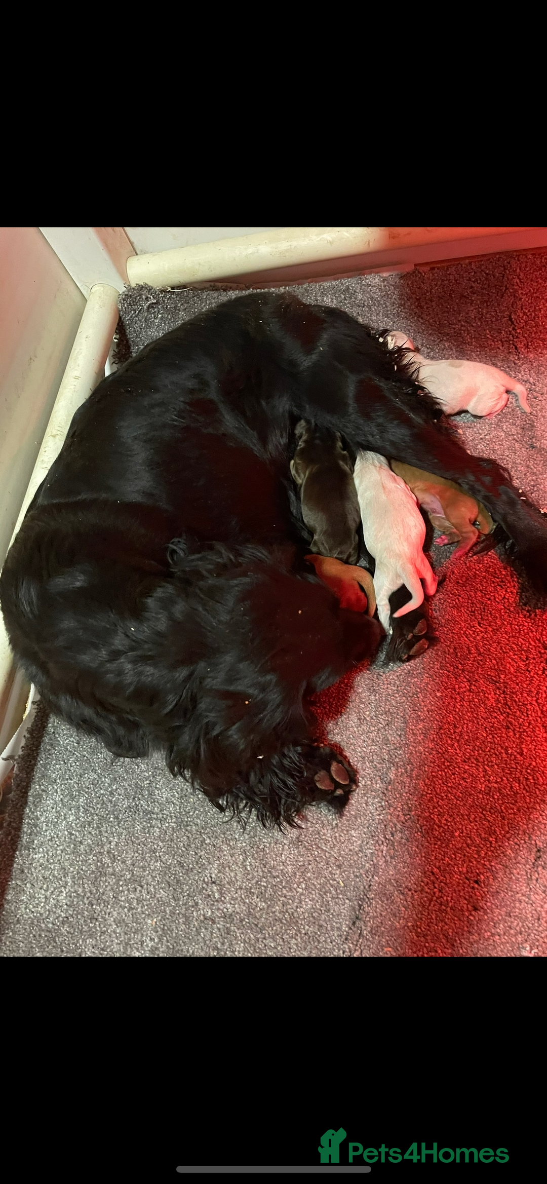 Cocker Spaniel dogs for sale: COCKER SPANIEL PUPS - Image 8