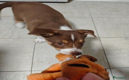Border Collie dogs for sale: KC registered Border collie boy - Image 8
