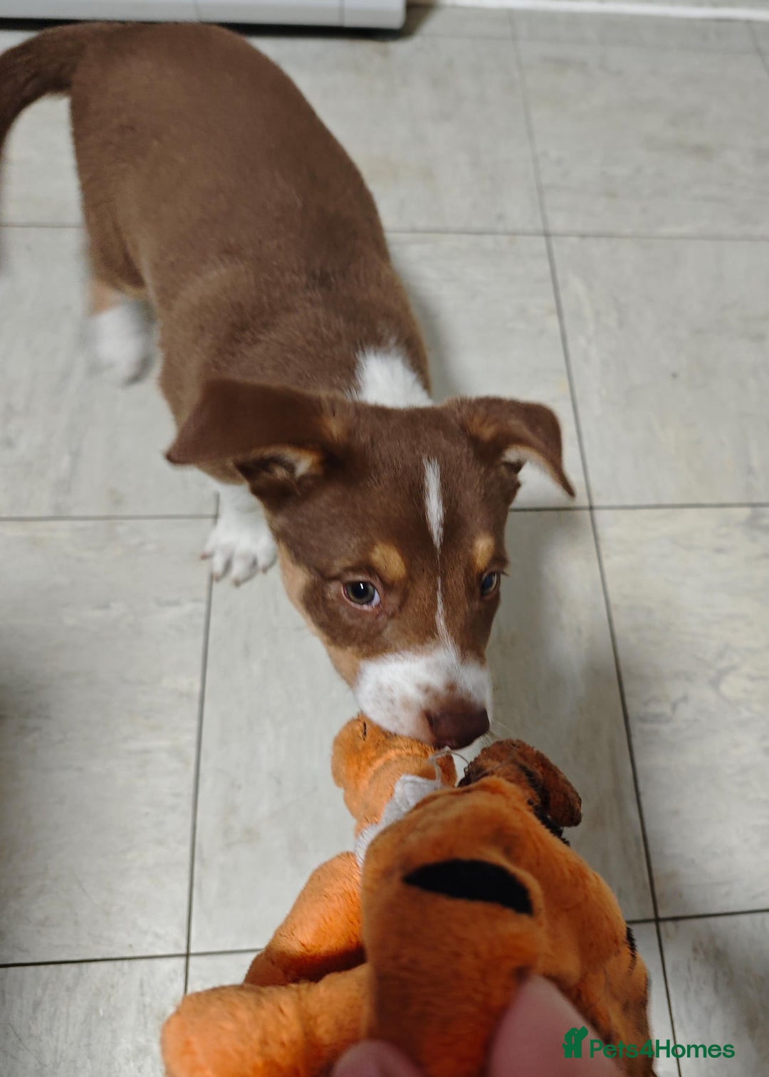 Border Collie dogs for sale: KC registered Border collie boy - Image 8