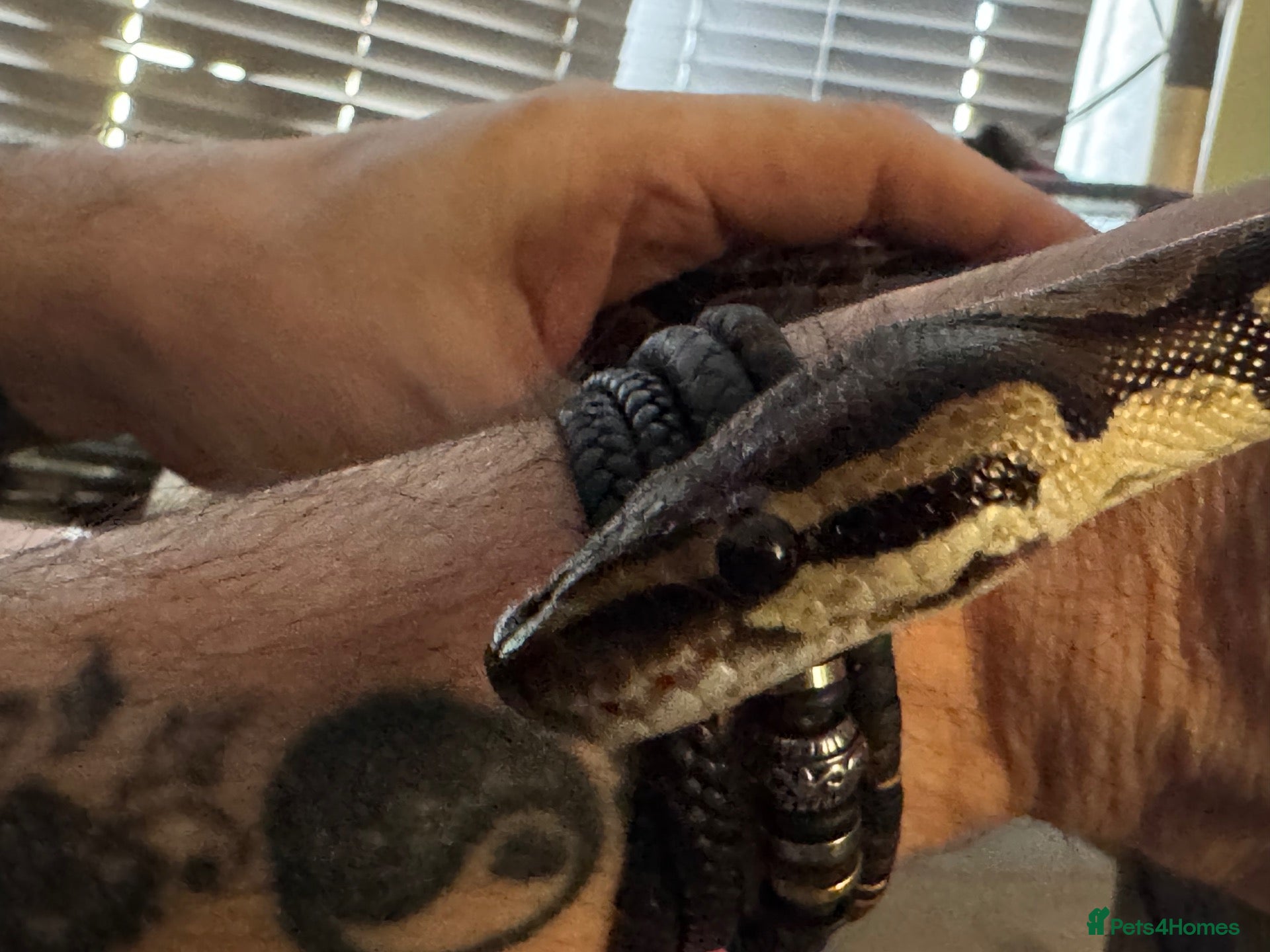 Python Snake reptiles Royal Python Brian, looking for a new home - Advert 3