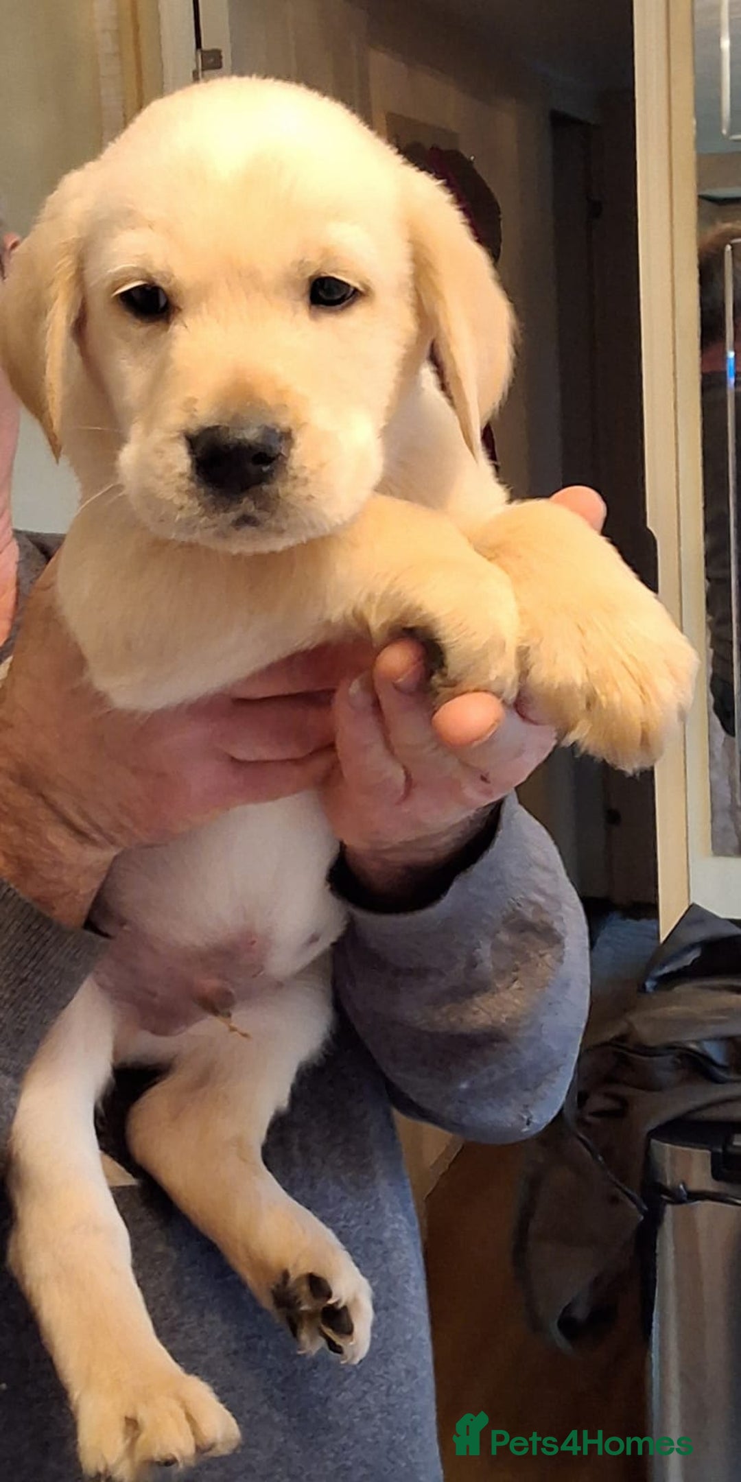 Goldador dogs for sale: Goldador puppies  - Advert 3