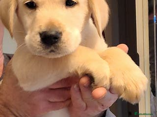 Goldador dogs Goldador puppies - Advert 5