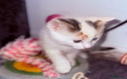Domestic Shorthair cats for sale: 1 male and 2 female cats for sale - Image 13