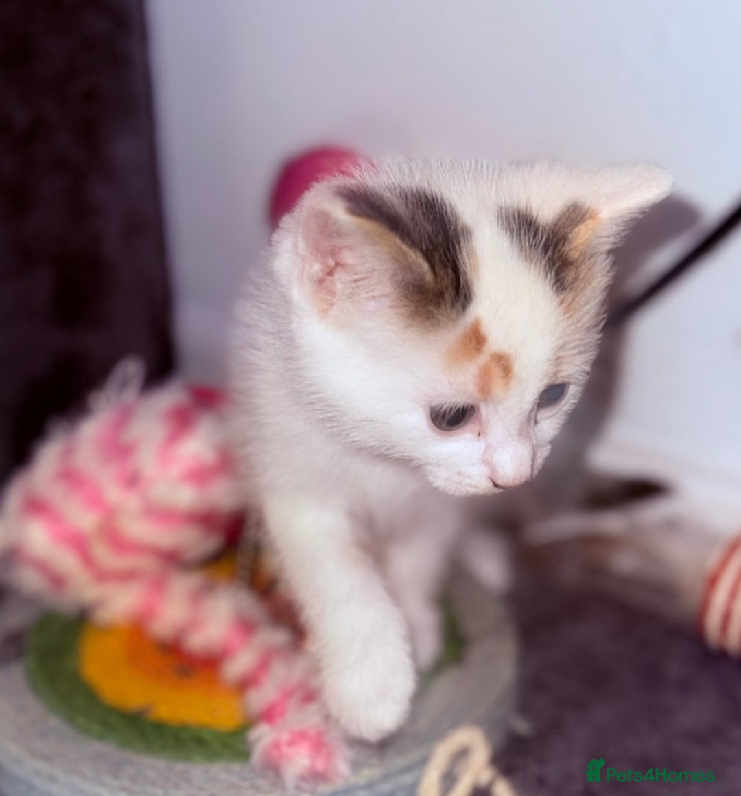 Domestic Shorthair cats for sale: 1 male and 2 female cats for sale - Image 13