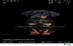 Dobermann dogs for sale: Male dobermann - Image 5