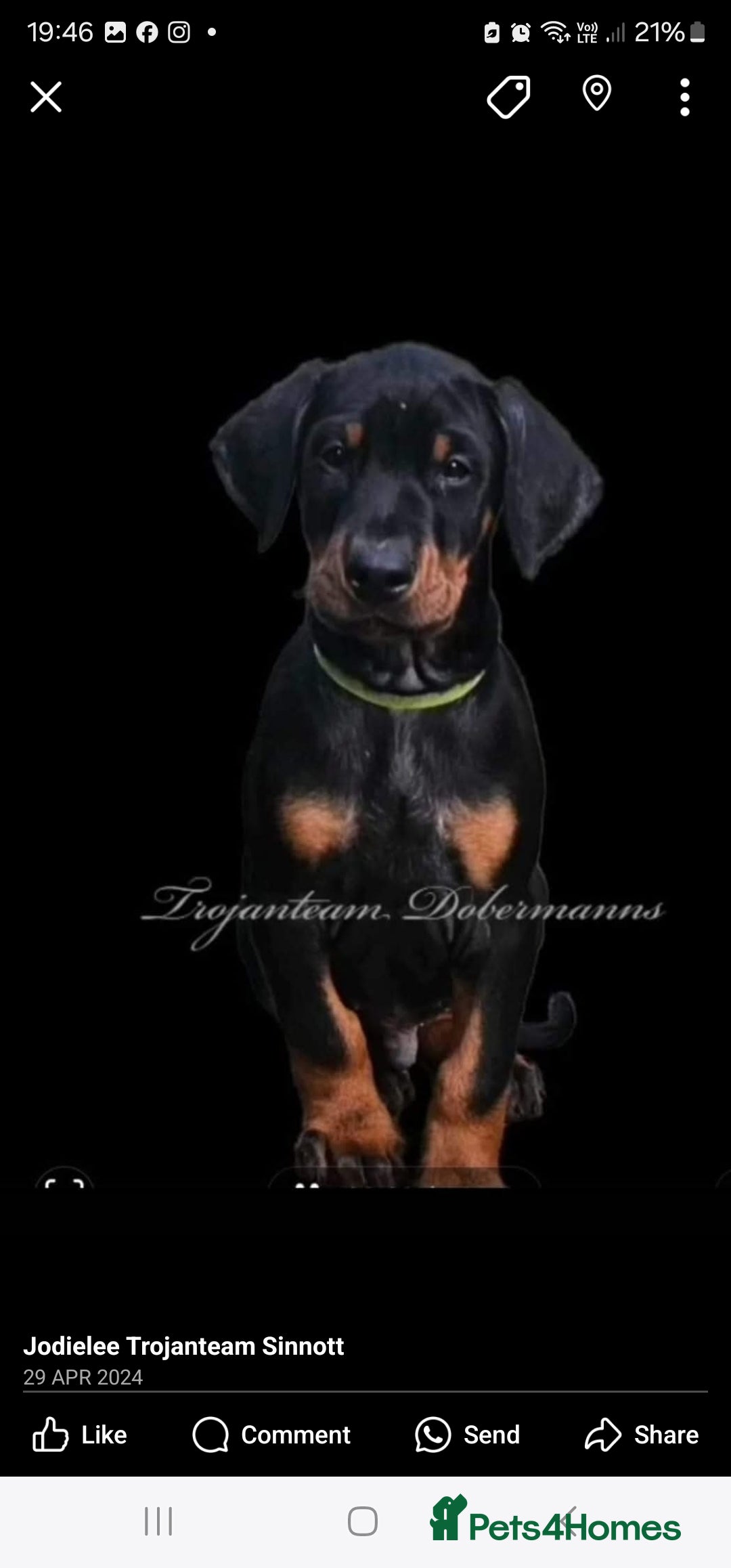Dobermann dogs for sale: Male dobermann - Image 5