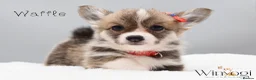 Welsh Corgi Pembroke dogs for sale: Absolutely Stunning KC WPC Puppies  - Advert 3