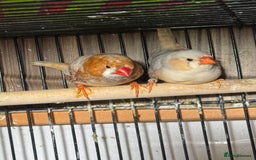 Finches birds for sale: Zebra Finches . - Advert 2