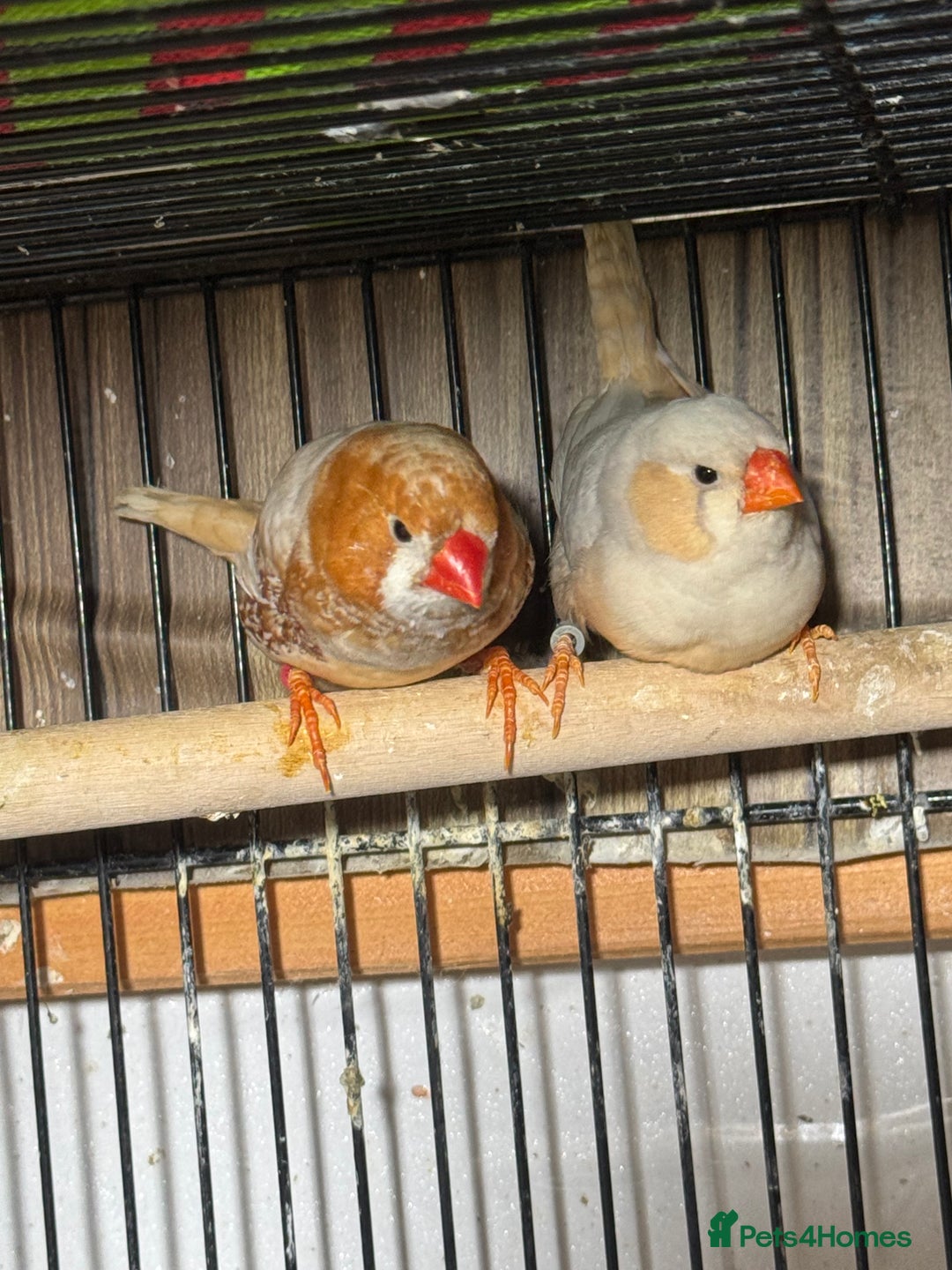 Finches birds for sale: Zebra Finches . - Advert 2