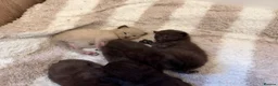 Mixed Breed cats for sale: 5 beautiful kittens for sale  - Advert 4