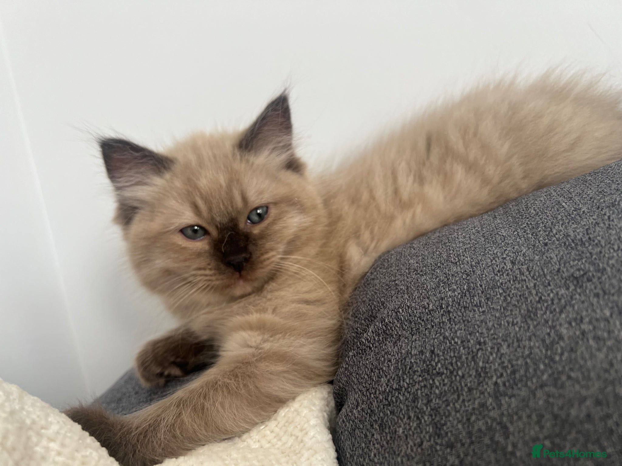 Ragdoll cats 🤎 READY NOW seal mink sepia cherubim BOY 🤎 - Advert 11