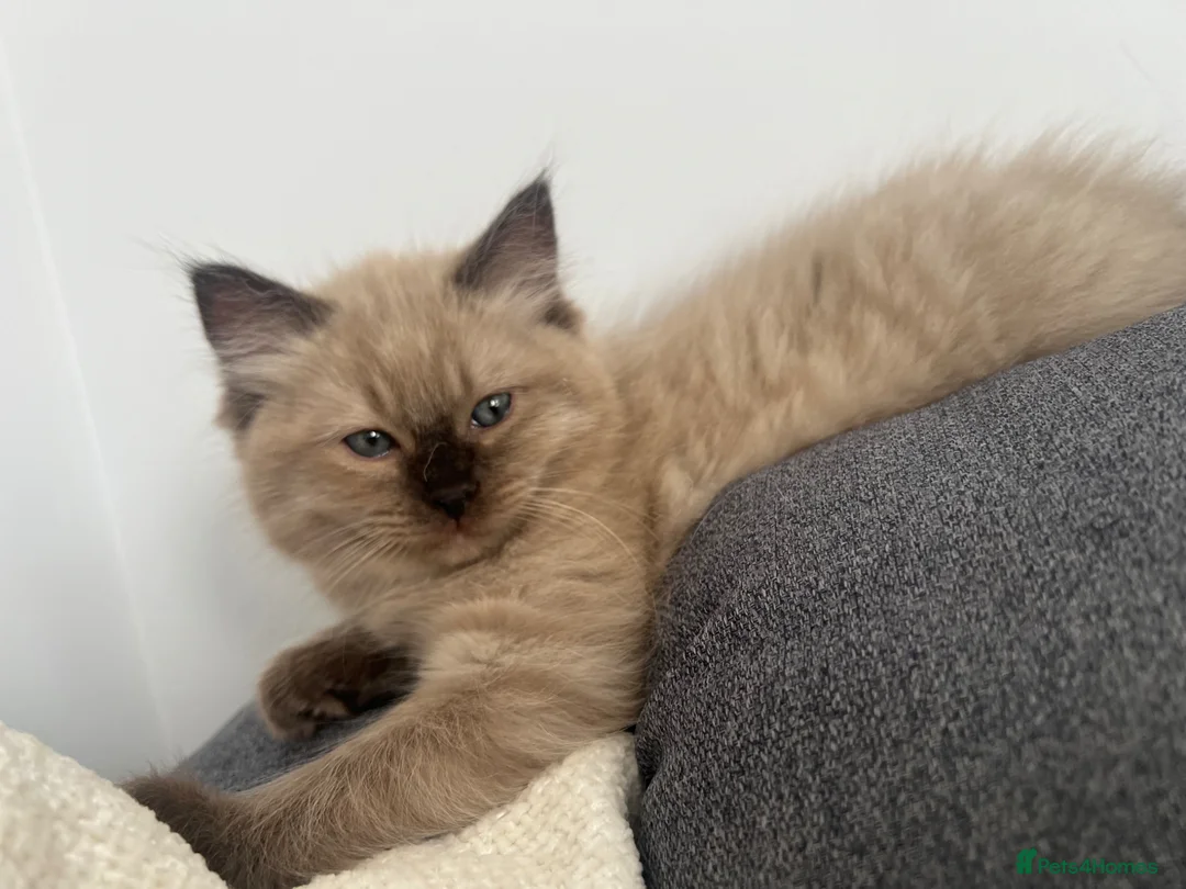 Ragdoll cats for sale: 🤎 READY NOW seal mink sepia cherubim BOY 🤎 - Advert 1