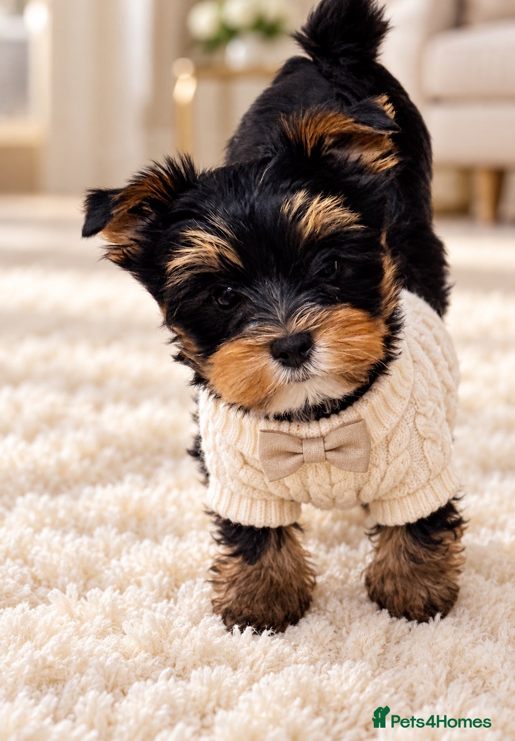 Biewer Terrier dogs Yorkshire terrier  - Advert 2