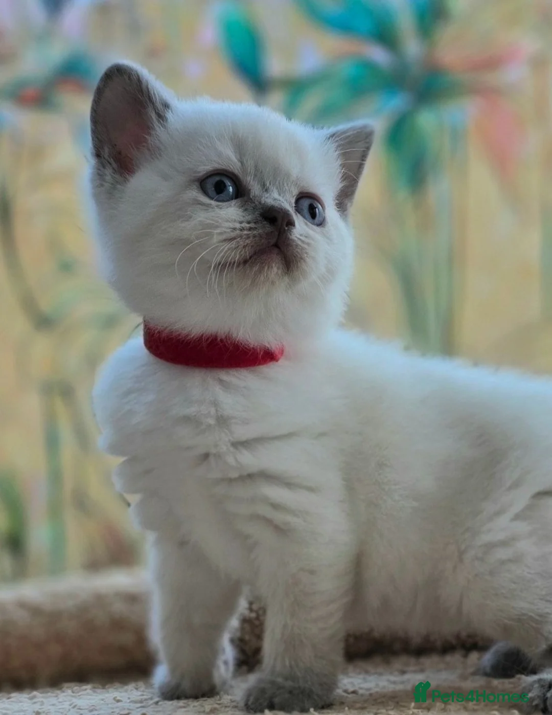 British Shorthair cats for sale: Stunning BSH Blue eyed Colour Point Kittens - Advert 2