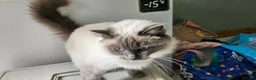 Ragdoll cats for sale: Retired Queen Peach Gccf registered - Advert 3