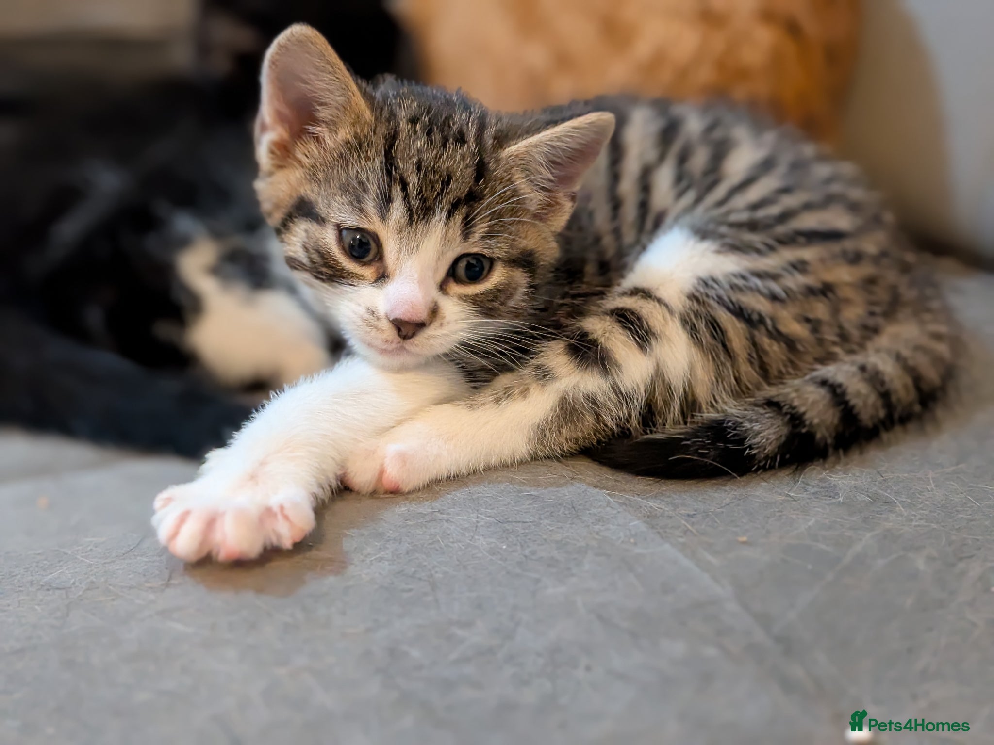 British Shorthair cats Two Tiny Best Friends Seeking a Forever Home! - Advert 1