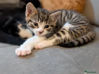 British Shorthair cats Two Tiny Best Friends Seeking a Forever Home! - Advert 1