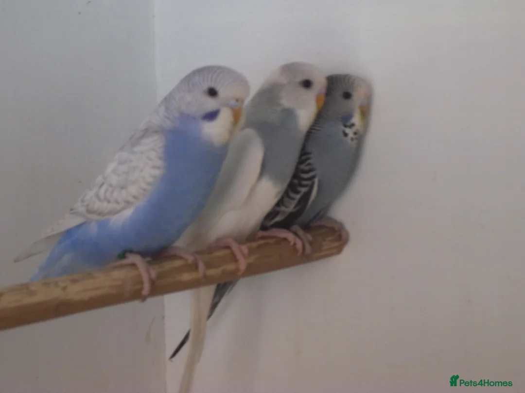 Budgerigars birds for sale: Young Hen Budgie - Advert 1