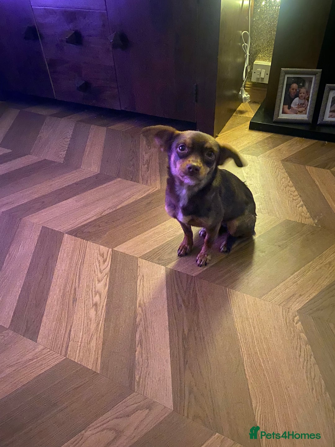 Mixed Breed dogs for sale: Beautiful girl 2 yrs - Advert 2