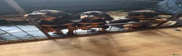 Miniature Dachshund dogs for sale: Miniture dachound puppies  - Advert 1