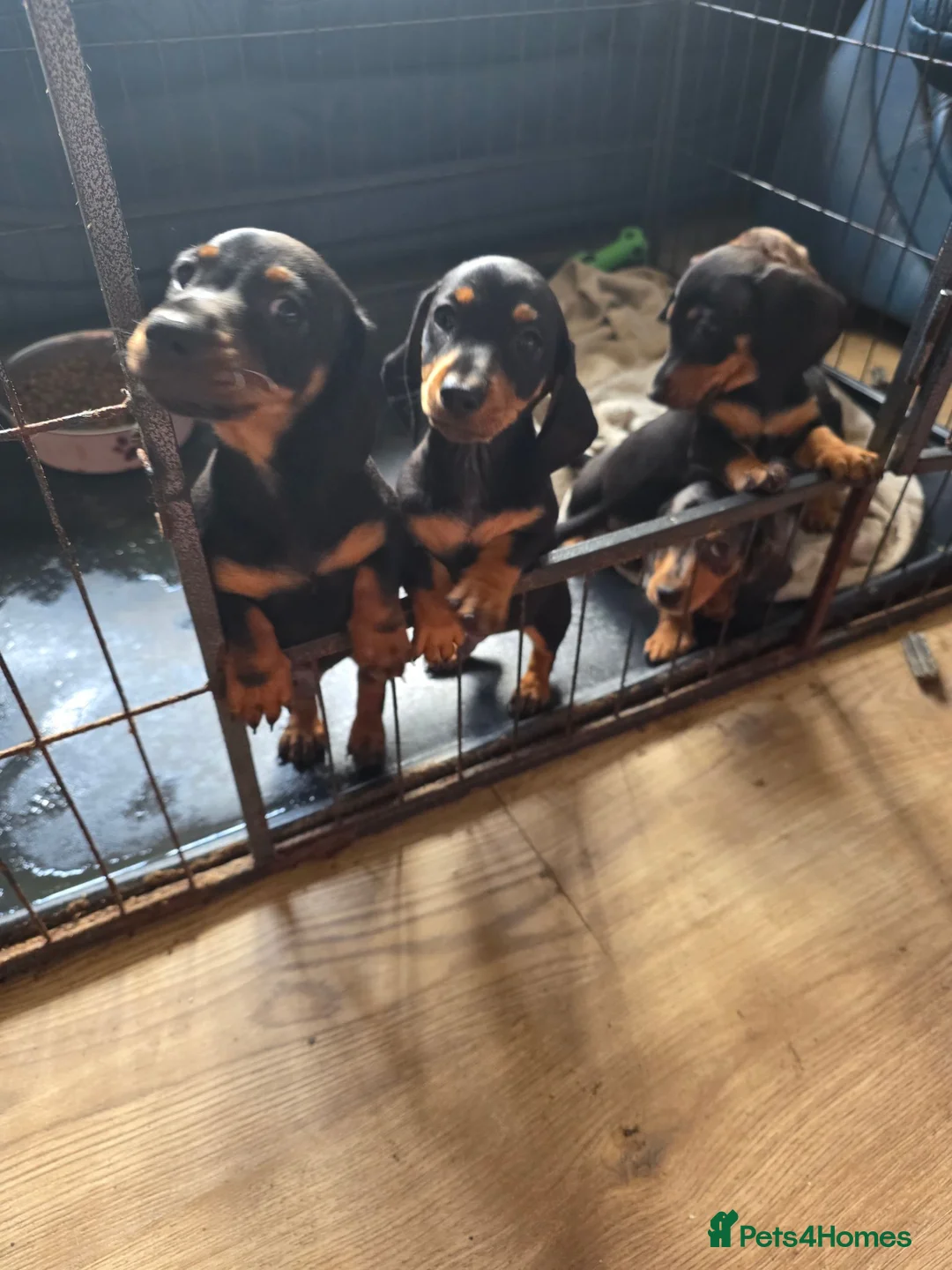 Miniature Dachshund dogs for sale: Miniture dachound puppies  - Advert 1
