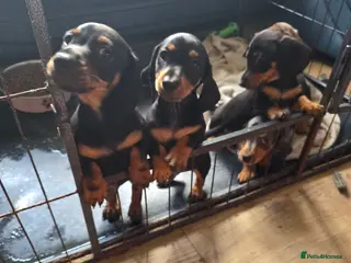 Miniature Dachshund dogs Miniture dachound puppies - Advert 4