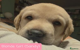 Labrador Retriever dogs for sale: Labrador Puppies for sale pedigree  - Image 11