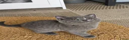 British Shorthair cats for sale: Pure british short hairs - Advert 7