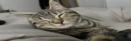 Mixed Breed cats for sale: bonded trio to go together in Huddersfield - Advert 5