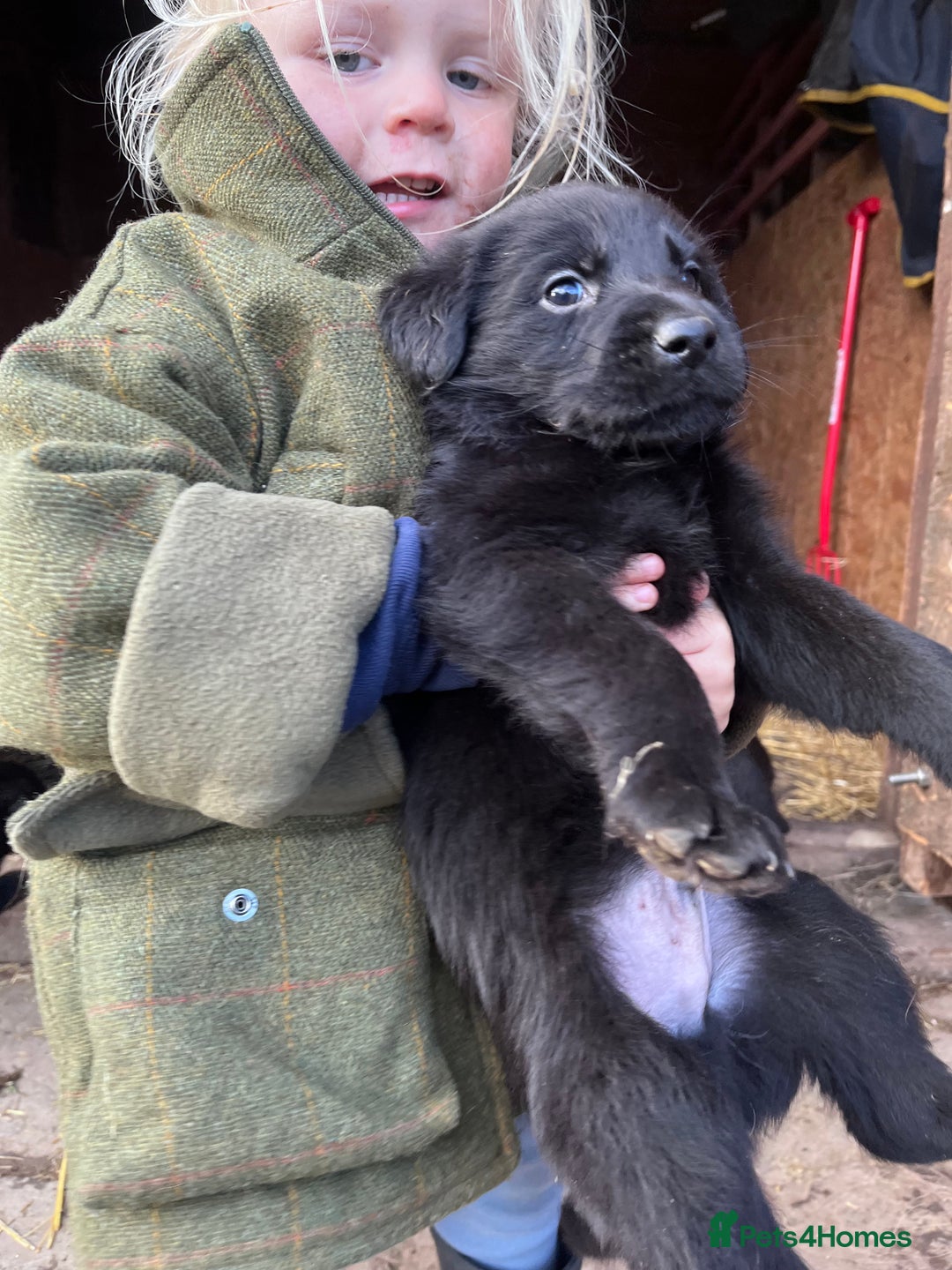 Labrador Retriever dogs for sale: Last incredible little girl  - Advert 13