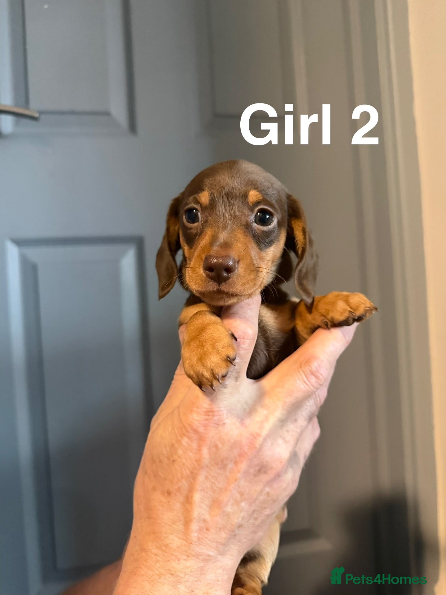 Miniature Dachshund dogs for sale: 1 girl left🩷 Ready in 3 days🤎KC Mini dachshunds - Advert 4