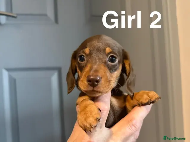 Miniature Dachshund dogs for sale: 1 girl left🩷 Ready in 3 days🤎KC Mini dachshunds - Advert 4