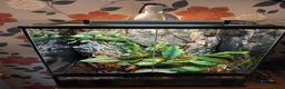 Gecko reptiles for sale: Female Tokay gecko and individual set up - Advert 23