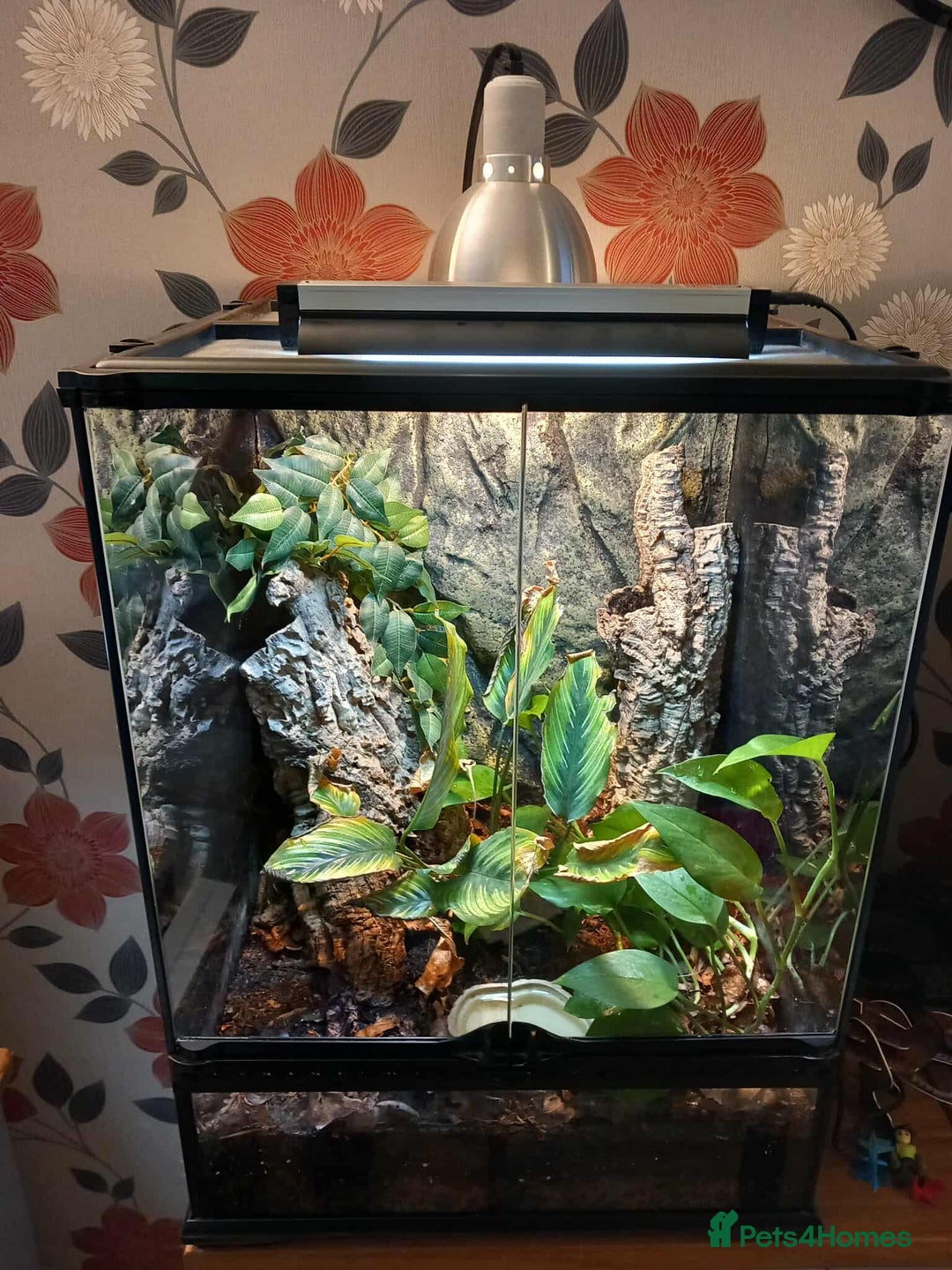 Gecko reptiles for sale: 2 x Female Tokay geckos and individual set ups - Image 23