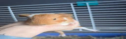 Guinea Pig rodents for sale: Guinepig babies  - Advert 6