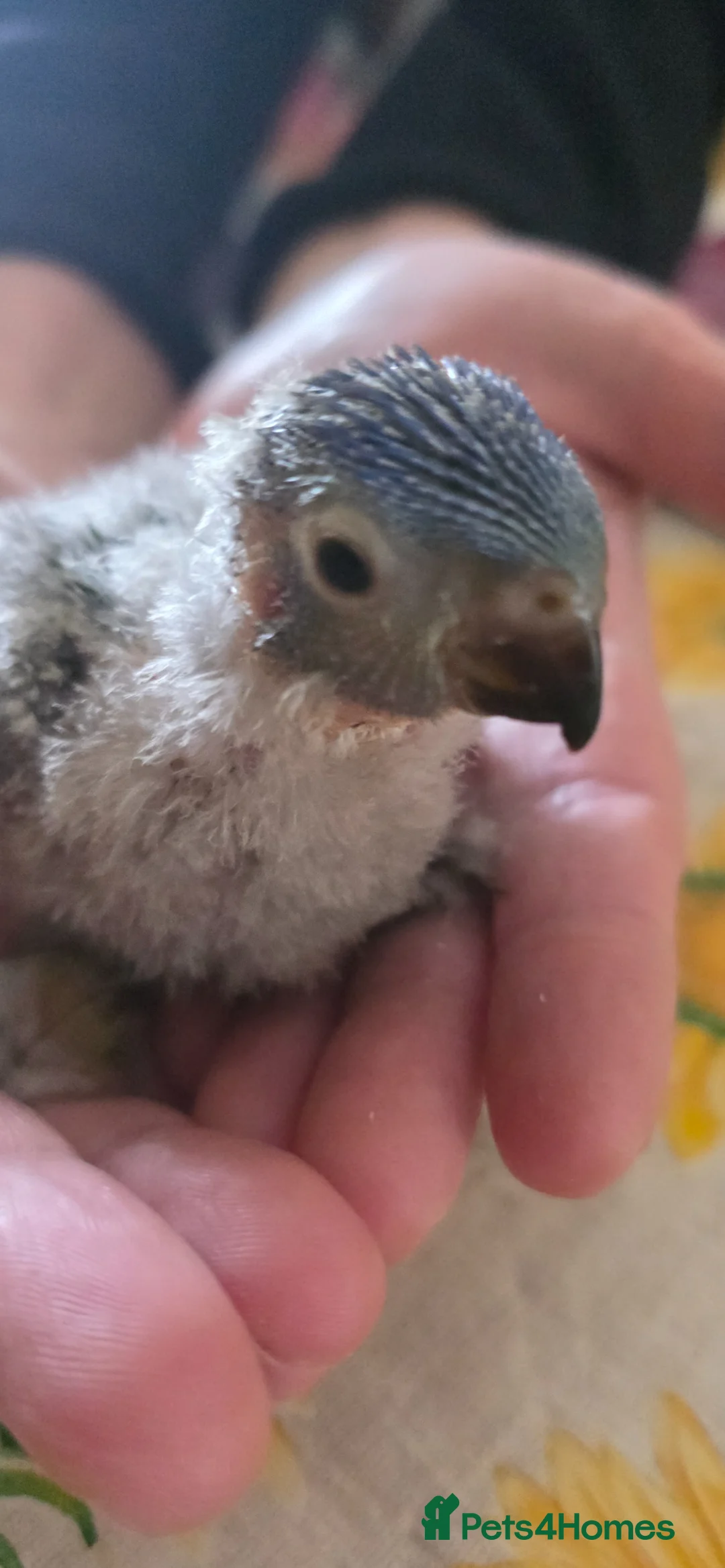 Lorikeets birds for sale: Young Rainbow lorikeet - Advert 1